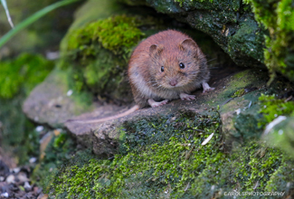 BANK VOLE (Myodes glareolus) 